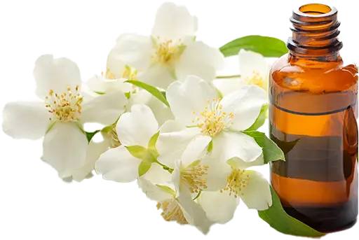 Jasmine